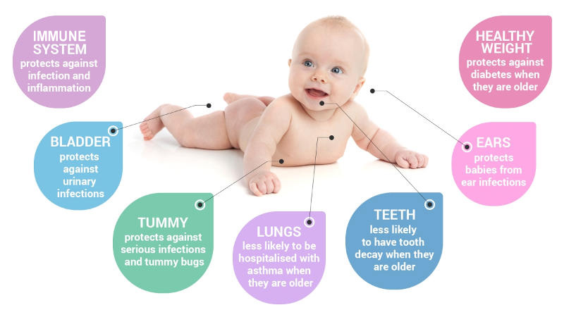 Diagram showing the health benefits of breastfeeding to your baby's immune system, bladder, tummy, lungs, teeth, ears and healthy weight.