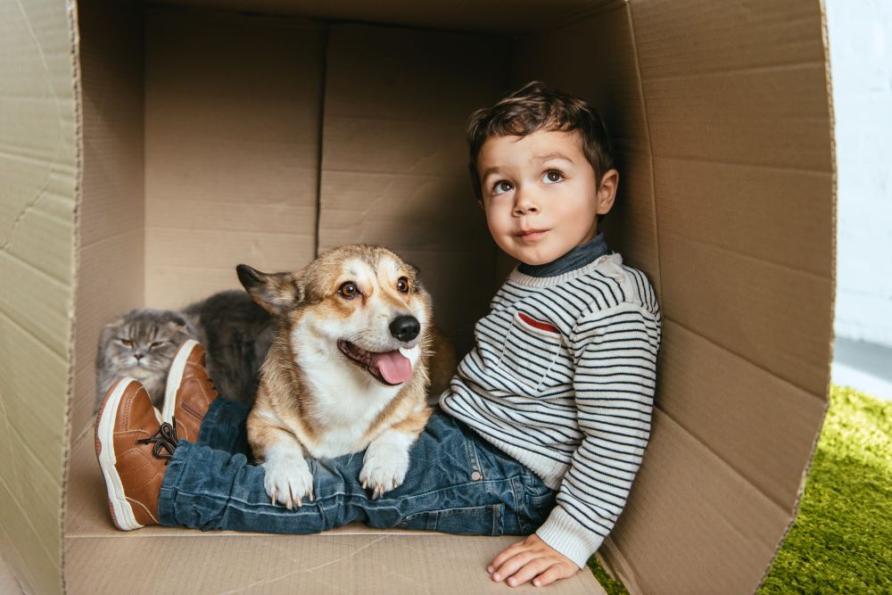 Small boy sitting in a cardboard box with a corgi dog on his knee and a cat in the background.